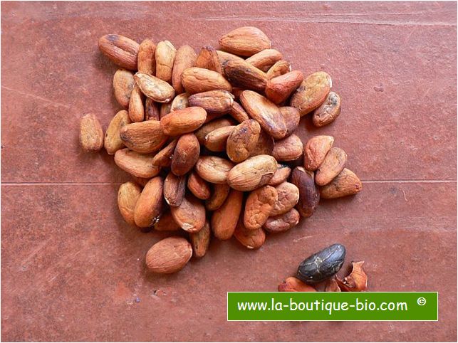 <b>RAW CACAO BEANS WHOLE</b><br>Theobroma cacao - UNFERMENTED<br>OFF - ORGANIC CULTIVATION<br>100 grs