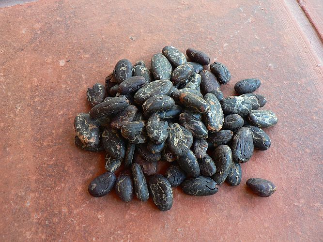 <b>RAW CACAO BEANS WHOLE</b><br>Theobroma cacao - UNFERMENTED<BR>NO SKIN - SLIGHTLY ROASTED<br>OFF - ORGANIC CULTIVATION<br>100 grs